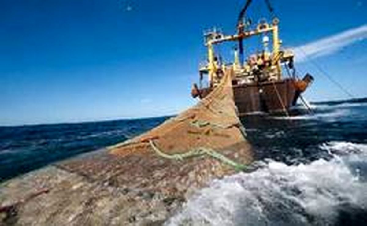 صید کشتی‌های چینی، موجب نابودی مرجان‌های دریای عمان می‌شود