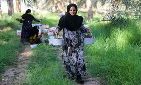 آغاز خرید تضمینی محصول خرمای شادگان