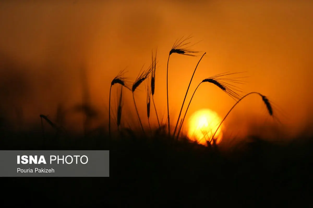 بزرگترین برندگان و بازندگان افزایش دما در بخش کشاورزی