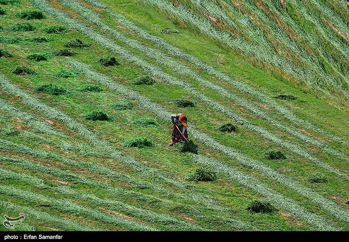 واردات نهادههای کشاورزی در ردیف کالاهای لوکس