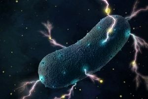 کشف باکتری عجیب در روده انسان با قابلیت تولید الکتریسیته