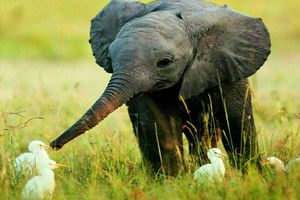 فیل مهربان ترین حیوان دنیا ! او هیچ وقت پا روی جوجه ها نمی گذارد !