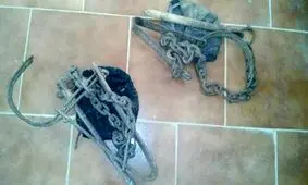 شکار غیرانسانی با تله گذاری در کنار چشمه ها