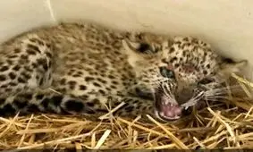 توله پلنگ کشف شده از قاچاقچیان به پردیسان رفت