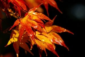 همه چیز درباره اعتدال پاییزی/ فصل پاییز دقیقا از چه زمانی شروع می‌شود؟