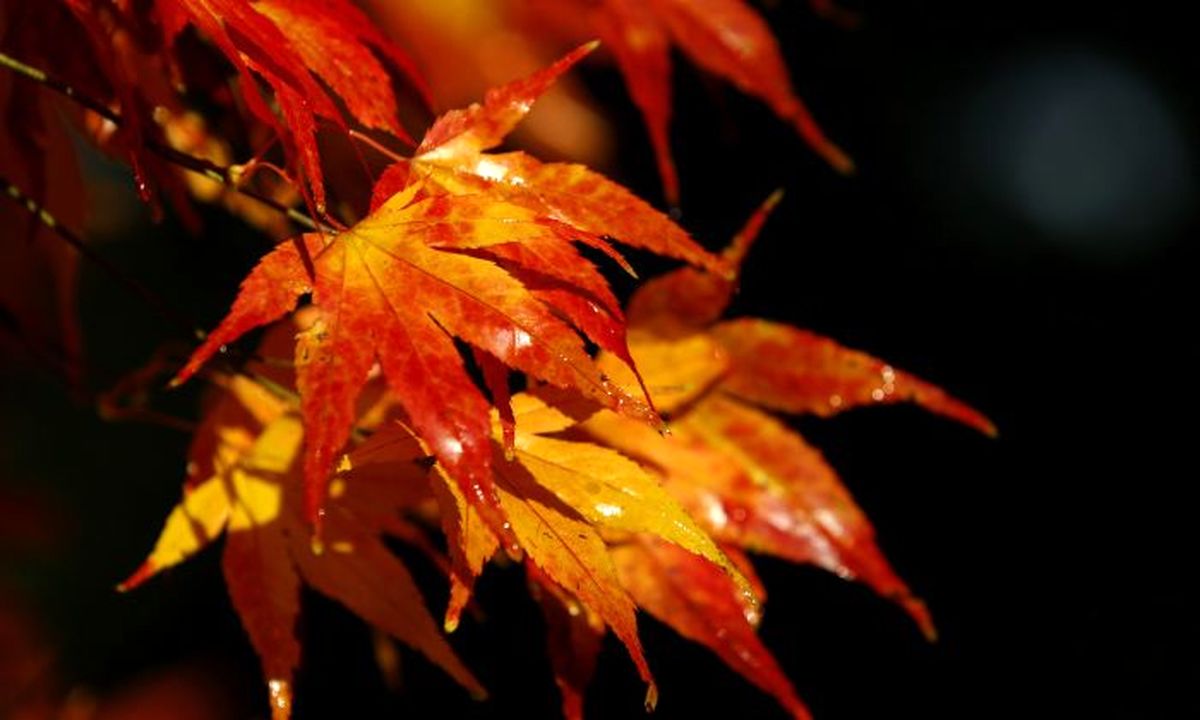 همه چیز درباره اعتدال پاییزی/ فصل پاییز دقیقا از چه زمانی شروع می‌شود؟
