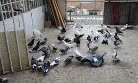 مرگ پسر ۱۴ ساله در حین کفتربازی!