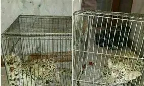 توله پلنگ ضبط شده در رامهرمز، در کوه‌سفید زنده‌گیری شده بود