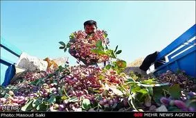 تولید پسته در شهرستان ارزوئیه کاهش نیافته است