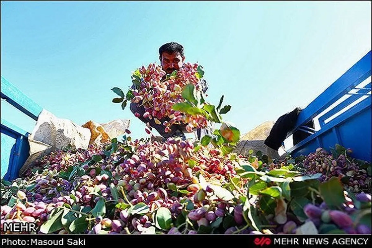 تولید پسته در شهرستان ارزوئیه کاهش نیافته است