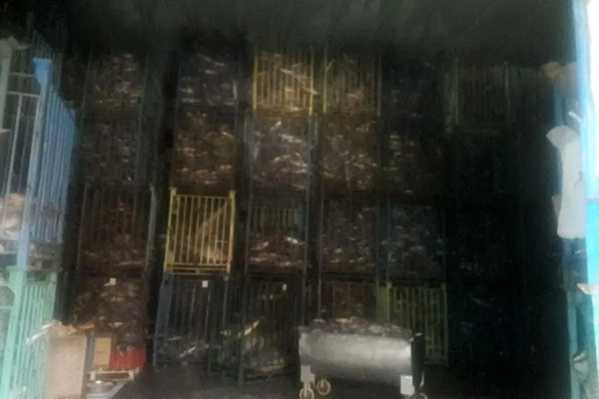 کشف بیش از ۲۵۰ تن ماهی وارداتی در شهرستان البرز