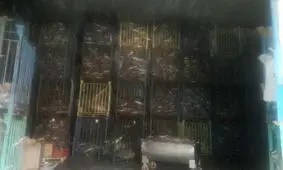 کشف بیش از ۲۵۰ تن ماهی وارداتی در شهرستان البرز