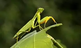 آخوندک ها حین جفت گیری، جفت شان را می خورند!