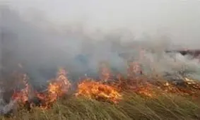 مهار آتش‌سوزی در بخش ایرانی تالاب هورالعظیم / دستگیری عاملان حادثه