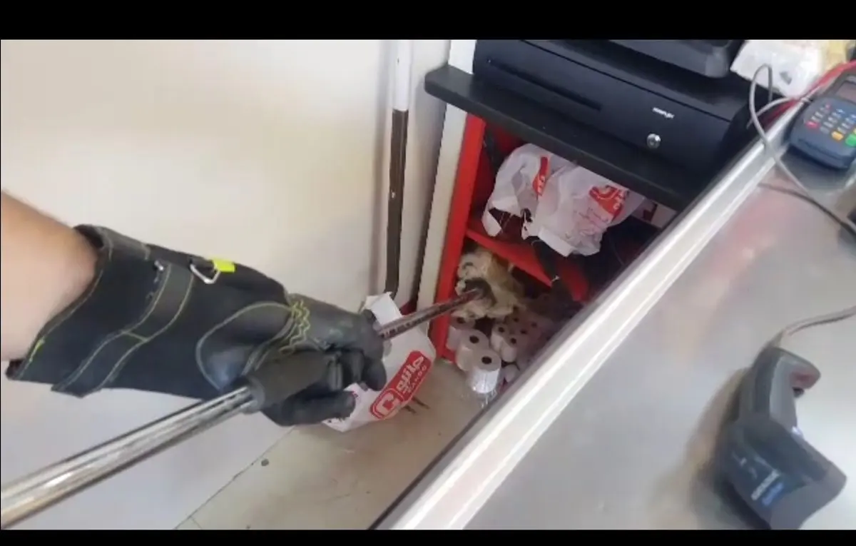 گربه هار در بوکان به دام افتاد