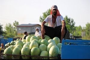 قیمت هندوانه تا ۴۰۰ تومان کاهش یافت + نرخ انواع میوه
