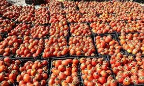 ۲۰ تن گوجه احتکاری در یزد کشف شد