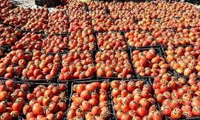 ۲۰ تن گوجه احتکاری در یزد کشف شد
