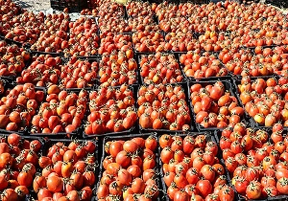 ۲۰ تن گوجه احتکاری در یزد کشف شد