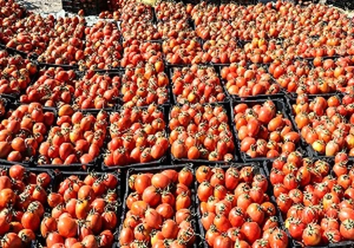 ۲۰ تن گوجه احتکاری در یزد کشف شد