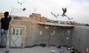 کفترباز به خانه همسایه ها سرک می کشید !