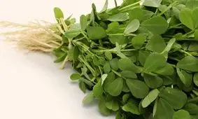 با خواص شنبلیله و تاثیر شگفت انگیز آن بر سلامت بدن آشنا شوید