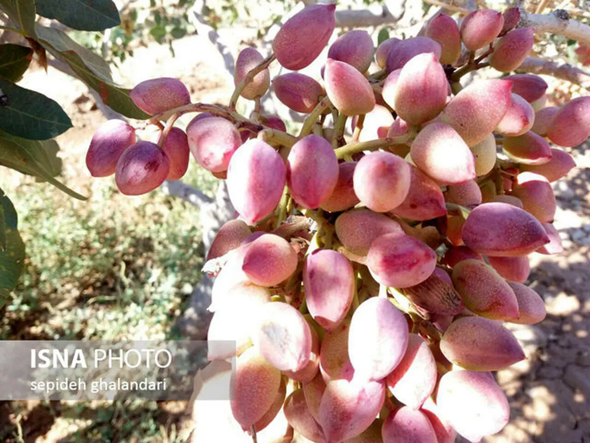 حال پسته ساوه خوب است