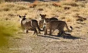 ثبت تصاویری بی‌نظیر از سه پلنگ در منطقه پرور سمنان