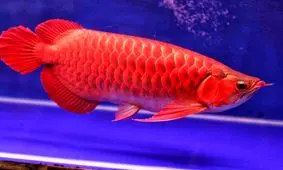 زیباترین و گران‌ترین ماهی دنیا!