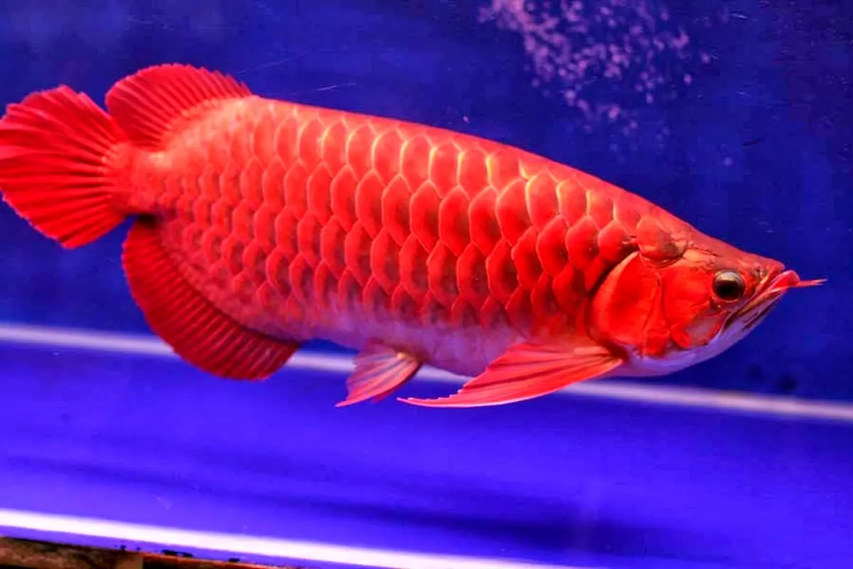 زیباترین و گران‌ترین ماهی دنیا!