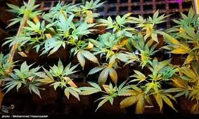 کشف و انهدام مزرعه گیاه "ماریجوانا" در بناب