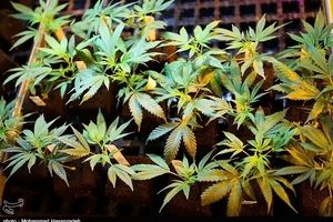 کشف و انهدام مزرعه گیاه "ماریجوانا" در بناب