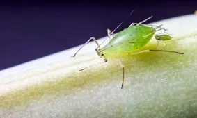 شته ها باردار به دنیا می آیند