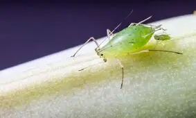 شته ها باردار به دنیا می آیند