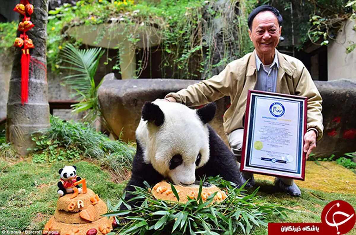 پیرترین پاندای ورزشکار جهان را ببینید