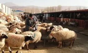 محموله دام قاچاق به ارزش بیش از ۶ میلیارد تومان در فامنین کشف شد