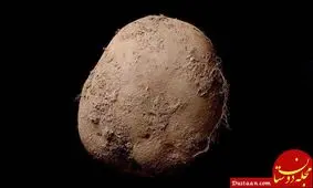 پرداخت چند میلیاردی برای خرید عکس سیب زمینی! +تصویر