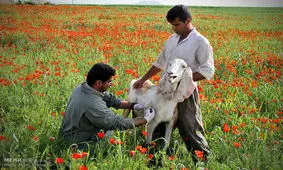 برخود قضایی با درمانگرهای غیرمجاز دامپزشکی