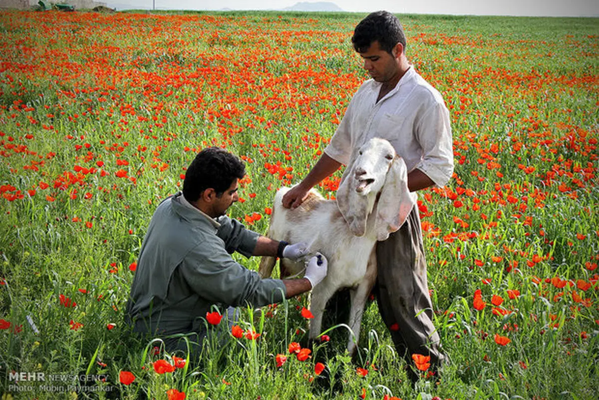 برخود قضایی با درمانگرهای غیرمجاز دامپزشکی
