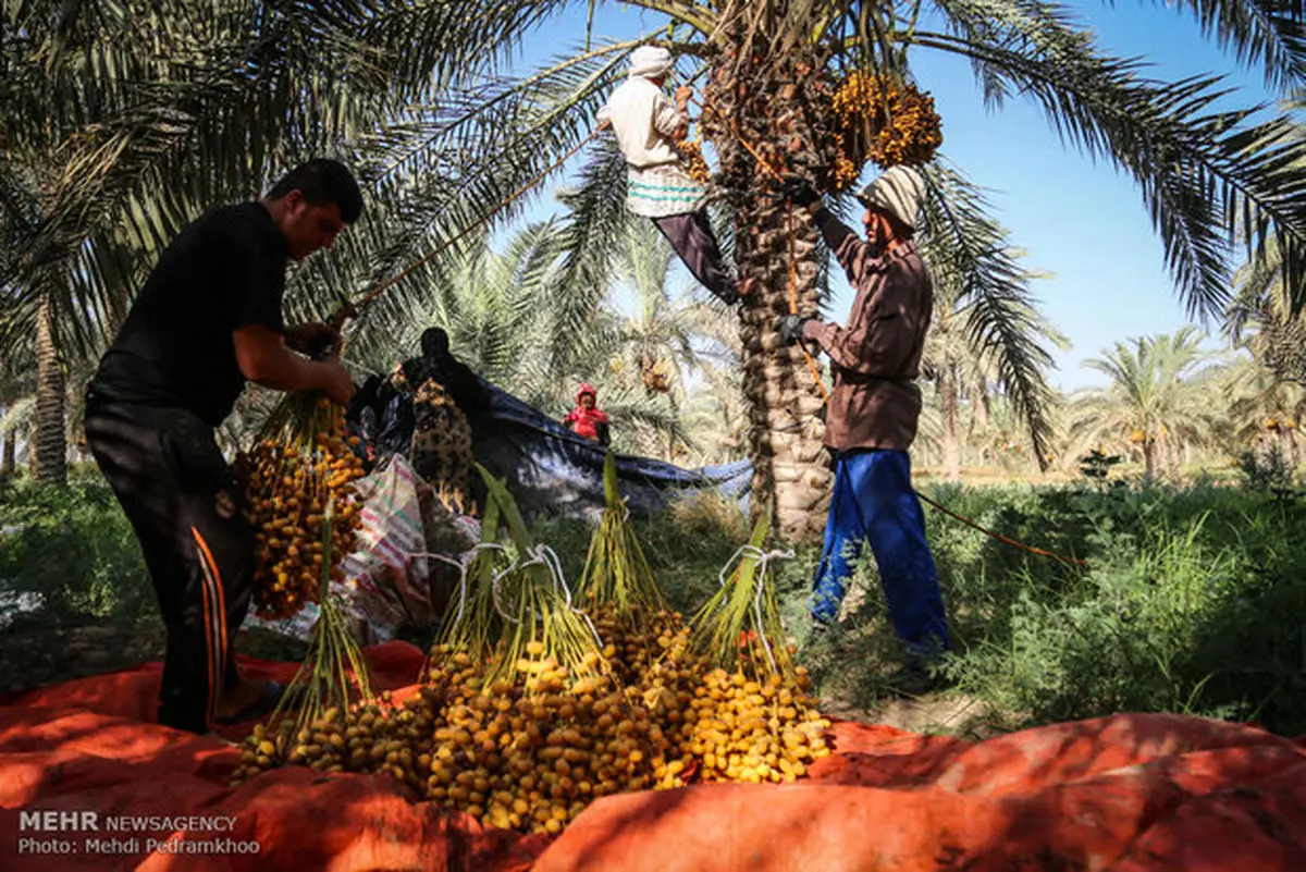 ۱۶۰ تن خرما از کشاورزان آبادانی خریداری شد