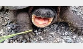 لاک پشت وحشت زده!