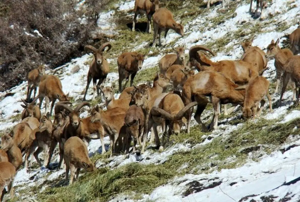 خیران ۹ تن علوفه برای حیات وحش «کلاه قاضی» نذر کردند