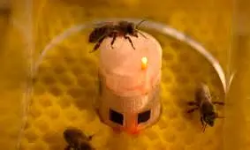 ربات هایی که زبان حیوانات را می دانند!