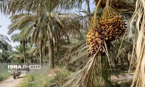 امسال خبری از خرمای درجه یک نیست