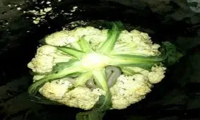 ماری که خیلی ماهرانه خودش را داخل کلم جاسازی کرده است!