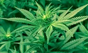 آتش قانون به جان مزرعه ماریجوانا افتاد