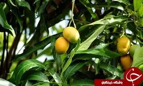 از مزیت‌های دارویی و خواص برگ انبه چه می‌دانید؟ + طرز تهیه جوشانده آن