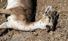 طاعون در استان البرز