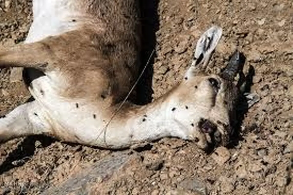 طاعون در استان البرز