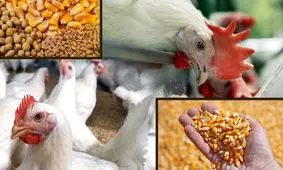 مظنه فروش دام کشتار در بازار چقدر است؟